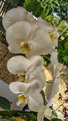 Fototapeta na wymiar Beautiful orchid park has Phalaenopsis flower in spring season at Ratchaburi Province of Thailand
