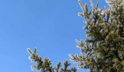 Branches of a green Christmas tree in winter. Frosty white frost on a fir. Background - blue sky. Concept for Christmas mood, New Year holiday. Selective focus.