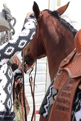Western Horse