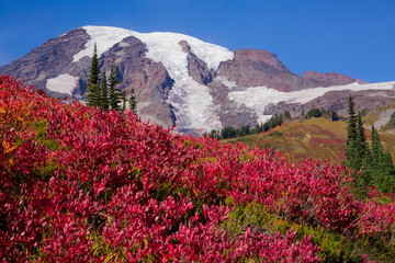 Fototapeta premium Stunning fall foliage at Mt. Rainier National Park in Washington state