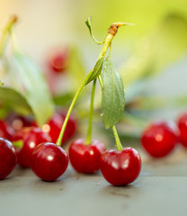 cherry cluster with leaves close-up