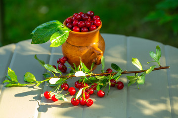 red cherry in a ceramic jug in the summer garden