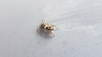spider on the floor