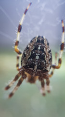 spider on a web