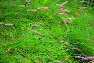 A picture of green reed with flower pattern
