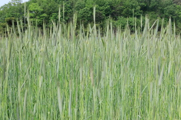 씨앗이 여물고 있는 호밀밭