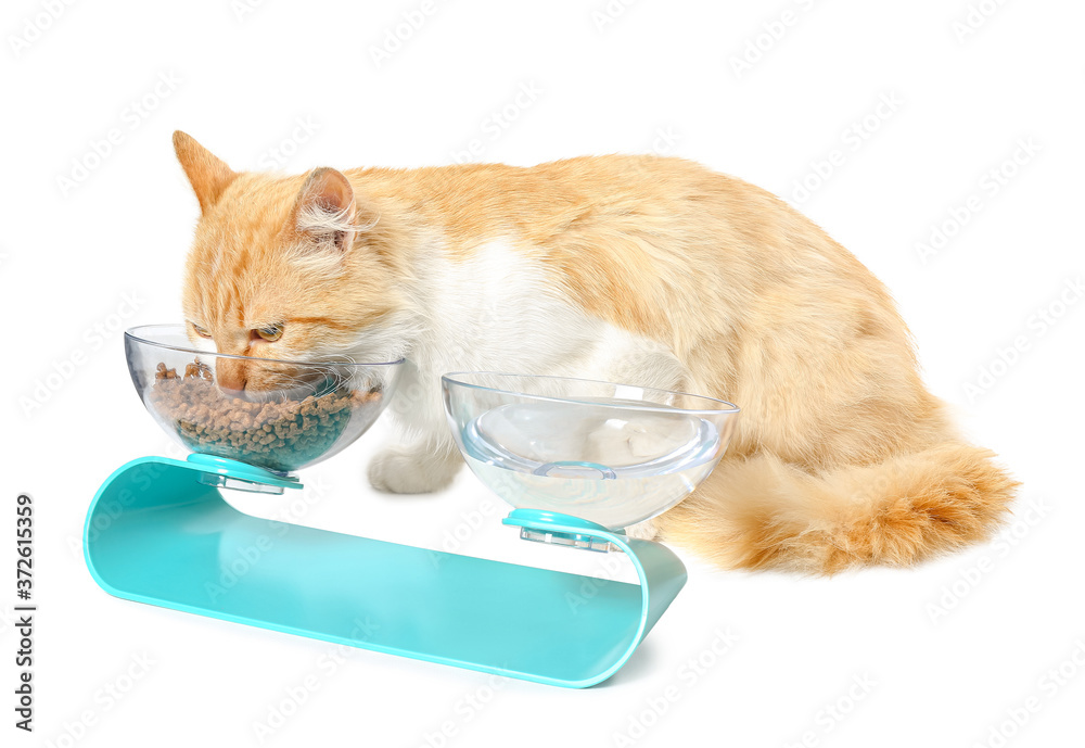 Wall mural Cute cat eating from bowl on white background