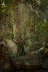 Yosemite National Park America's International Treasure