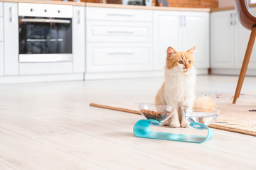 Cute cat near bowls with food and drink at home