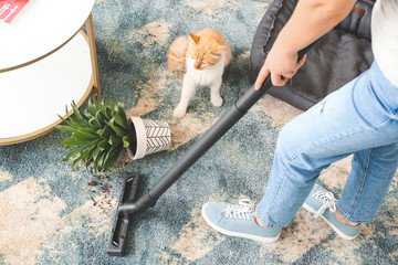 Owner cleaning carpet after naughty cat
