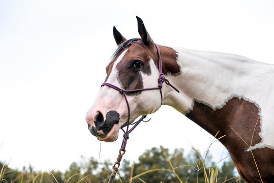 American Paint Horse mare with blue eyes