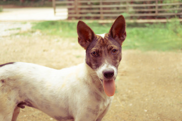 Cute  Thai  dog  standing  with tounge out