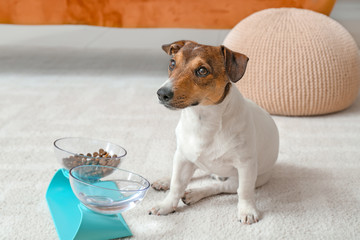 Cute dog near bowls with food and drink at home