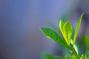 blurred green leaf and gentle sunlight on blurred background in the forest with copy space using as background natural green plants landscape, ecology, fresh wallpaper concept.