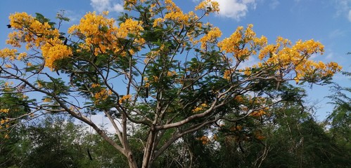 Yellow Flamboyan,  Summer in the Caribbean