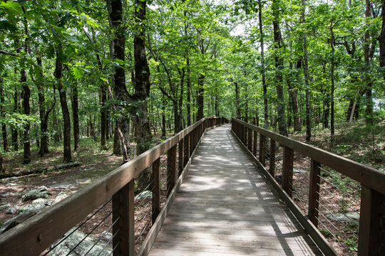 Boardwalk On Cheaha Mountain