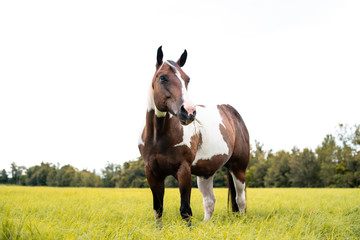 American Paint Horse mare with blue eyes, Westren breed grazing in a green field 