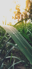 corn field in summer