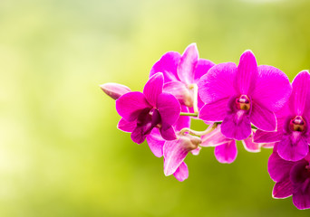 Pink Vanda orchid , in the garden  Chiangmai Thailand