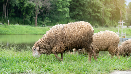Fototapeta premium Large herds graze in the Tung Na Huai Tau area, a tourist destination in Chiang Mai, Thailand.