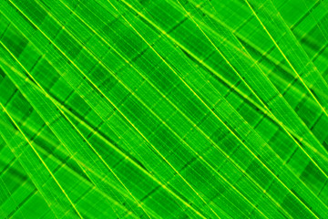abstract   green leave  spring nature wallpaper  background