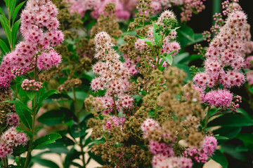 Spiraea japonica shrub. Rosaceae, garden. High quality photo