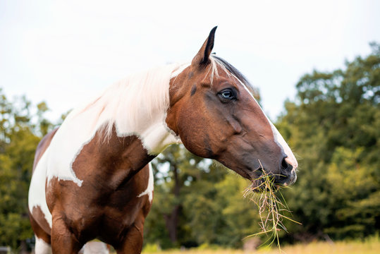 American Paint Horse mare with blue eyes, Westren breed grazing in a green field 