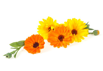 Marigold flowers with green leaves isolated on a white background. Calendula flowers.