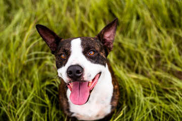 Happy Pitbull mix sitting in tall grass and looking up