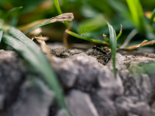 Ant amongst the grass