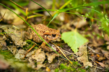 close-up of the common toad, European toad (Bufo bufo) on the forest litter