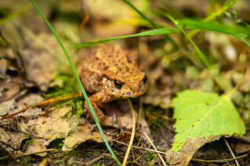 close-up of the common toad, European toad (Bufo bufo) on the forest litter