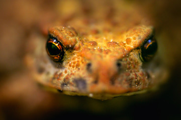 close-up portrait of the common toad, European toad (Bufo bufo) on the forest litter