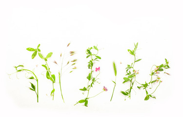 Fototapeta na wymiar Various wild meadow green herbs on white background top view, flat lay, banner. Border of bright meadow herbs and flowers