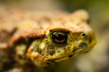 close-up portrait of the common toad, European toad (Bufo bufo) on the forest litter