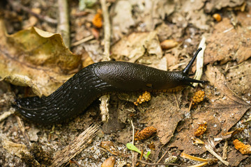 Close-up of the black slug (black arion, European black slug, or large black slug) Arion ater on a forest litter - Powered by Adobe