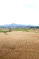 小麦畑　茨城　桜川市