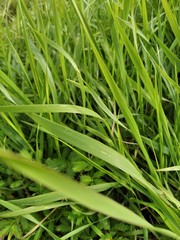 grass