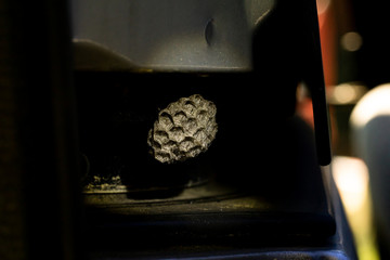 close-up of a wasp nest in a car