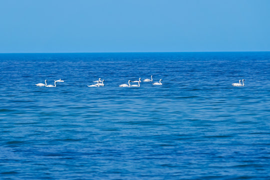 bevy of swans swimming on a baltic sea