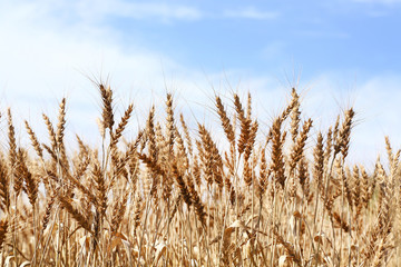 Fototapeta premium 小麦