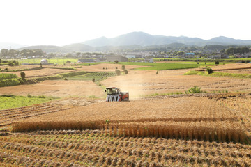 小麦の収穫	
