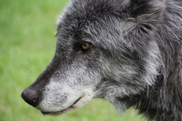 Face Of The Zeus, Yamnuska Wolfdog Sanctuary, Cochrane, Alberta