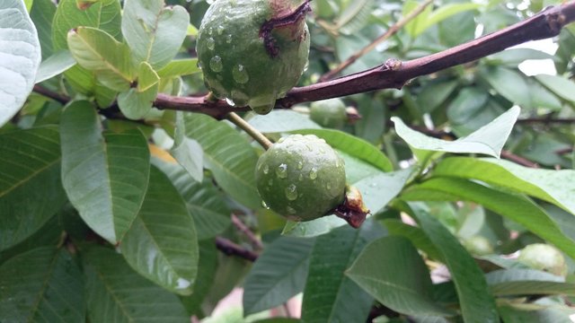 Rain water on Guawawa Fruit 