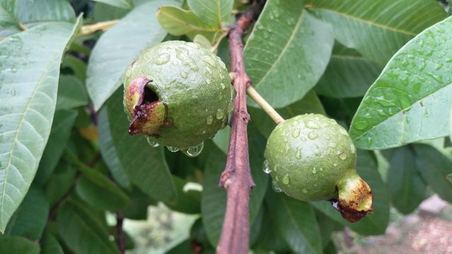 Rain drops on Guawawa Fruit 