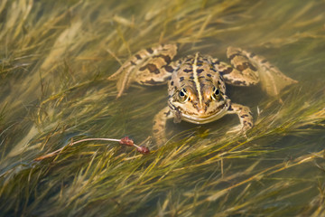 A Toad Resting in the Pond  on a Warm Summer Day