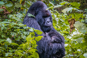 Pensive silverback gorilla of the Kwitonda group on the slope of Gahinga volcano in Rwanda © Yann