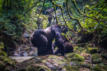 Silverback gorilla of the Kwitonda group by a stream on the slope of Gahinga volcano in Rwanda