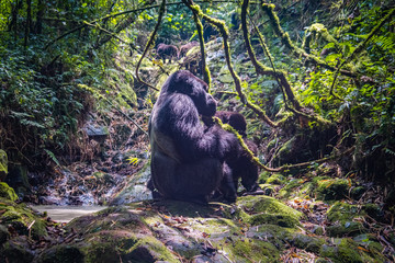 Siverback  gorilla of the Kwitonda group resting by a stream on the slope of Gahinga volcano in Rwanda © Yann