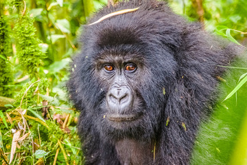 Gorilla of the Kwitonda group on the slope of Gahinga volcano in Rwanda